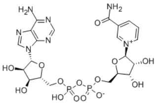 Nicotinamide Adenine Dinucleotide(NAD) 53-84-9